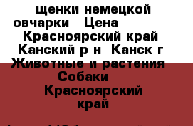 щенки немецкой овчарки › Цена ­ 10 000 - Красноярский край, Канский р-н, Канск г. Животные и растения » Собаки   . Красноярский край